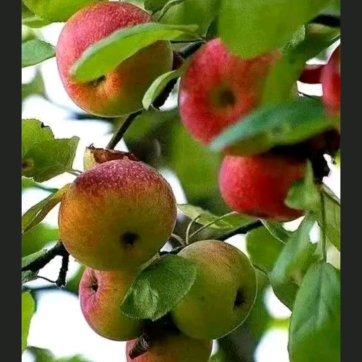芬芳🍎