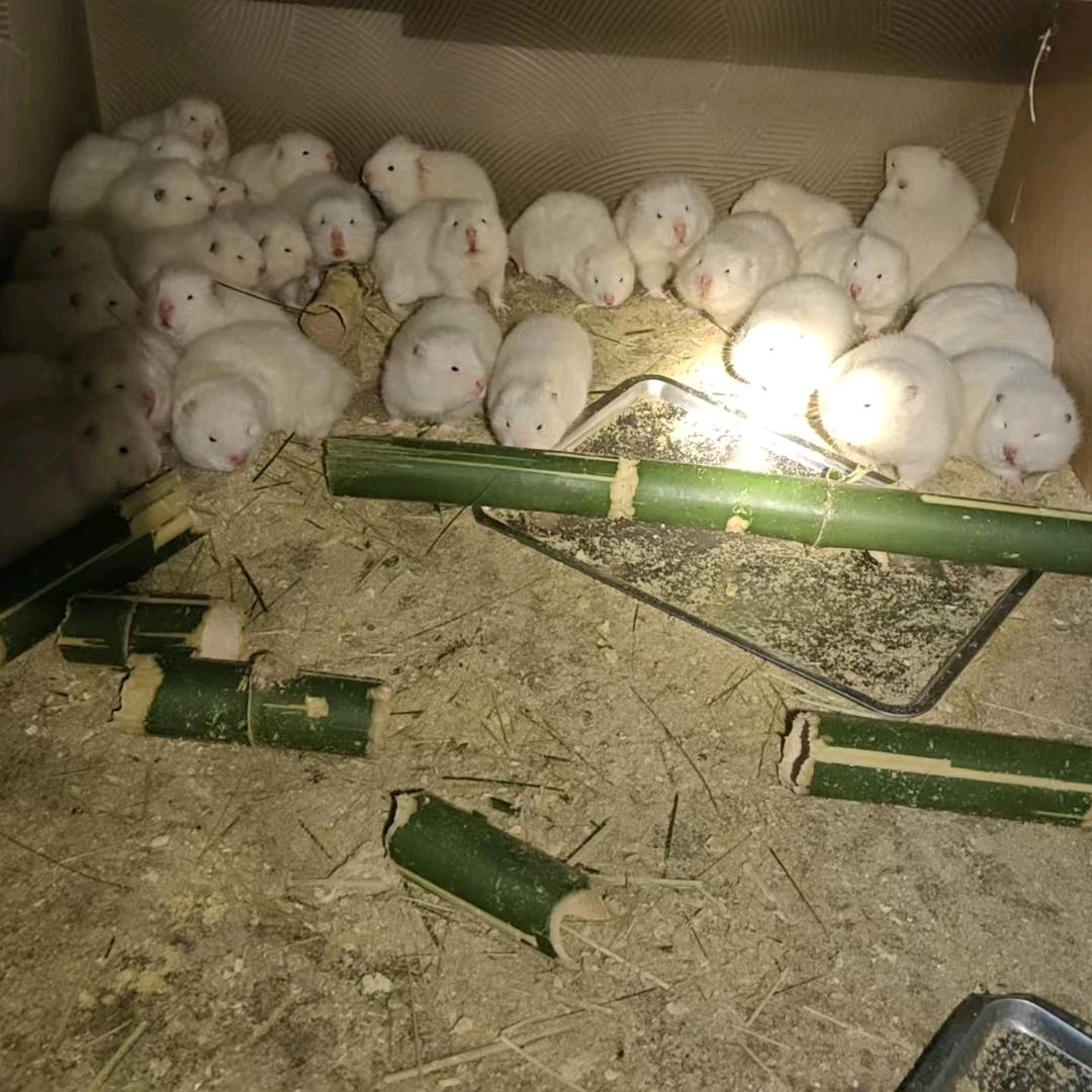 广西专业稻香竹鼠，老覃