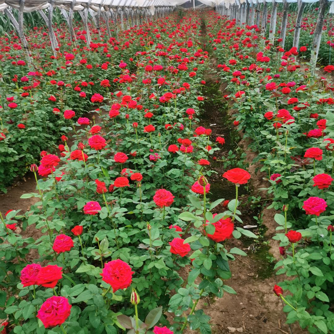云南基地鲜花批发