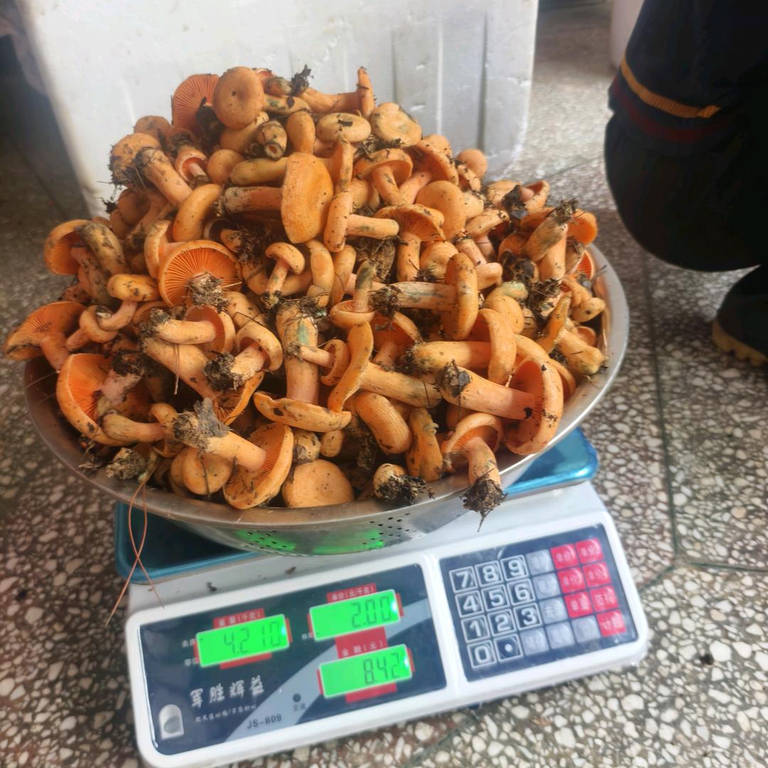 收菌大量收松菌