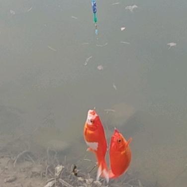 休闲钓鱼