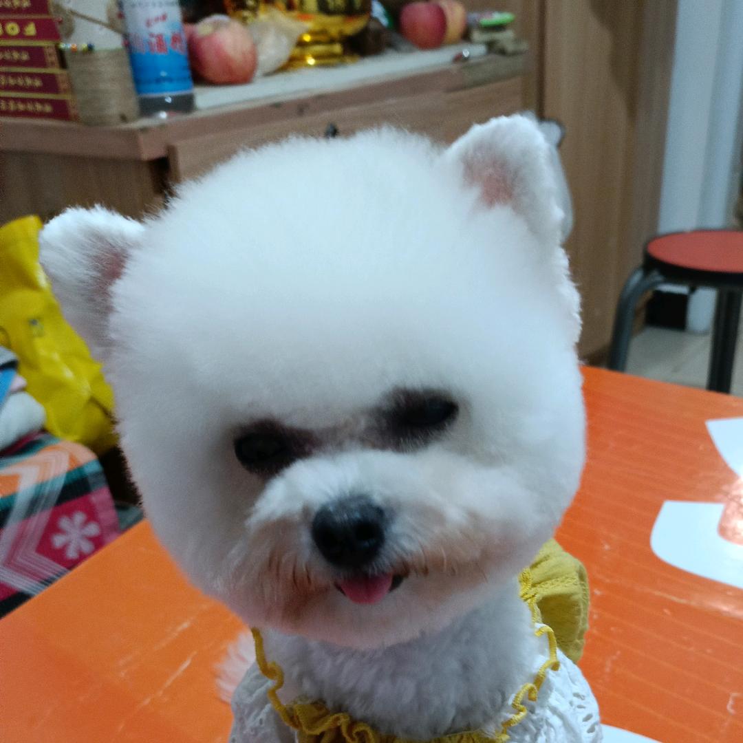 十九娱乐聊宠周一三五上午十点