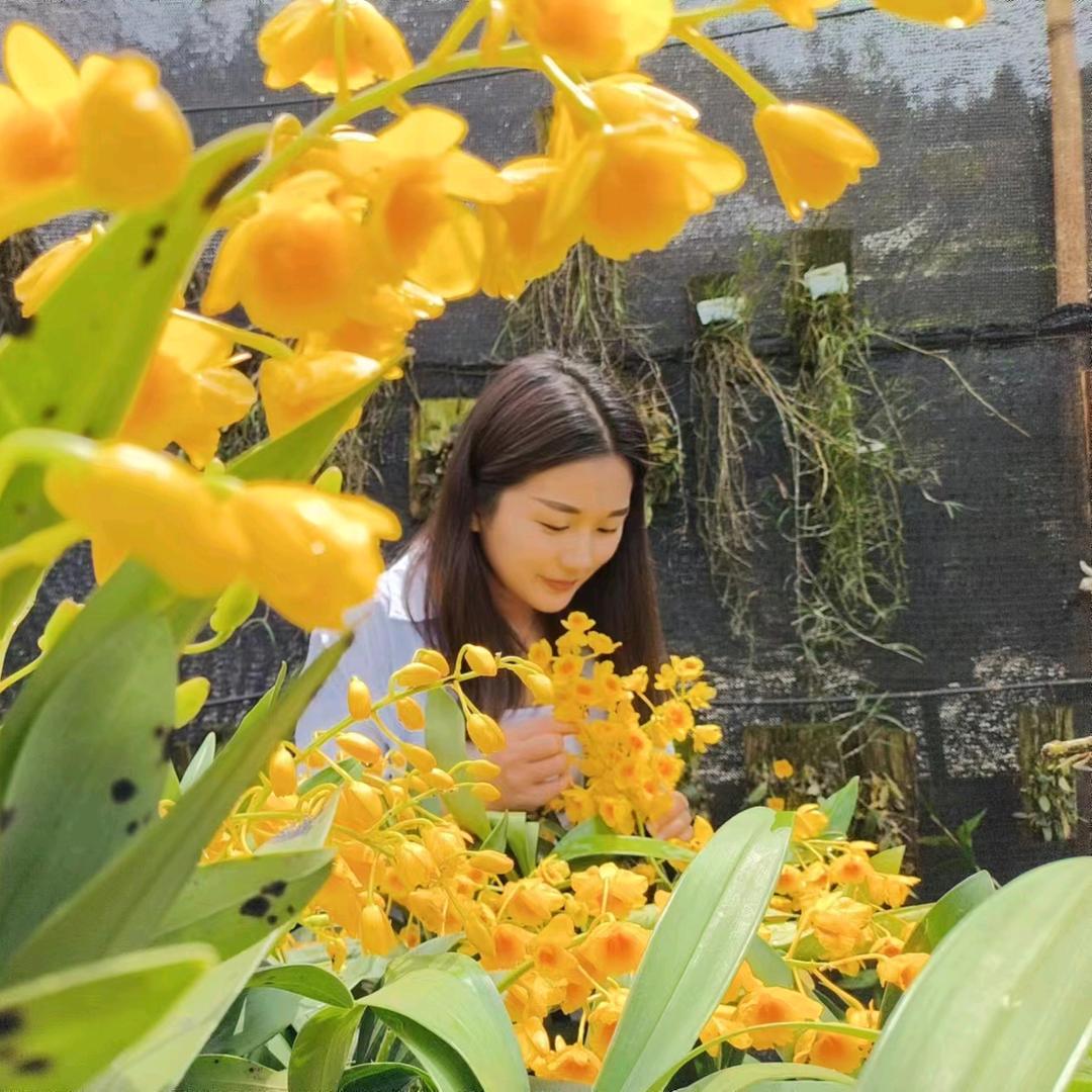 石斛小花圃