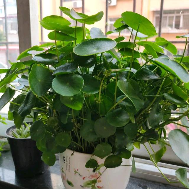 铜钱草🌻