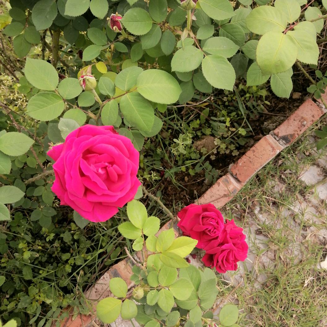 希望