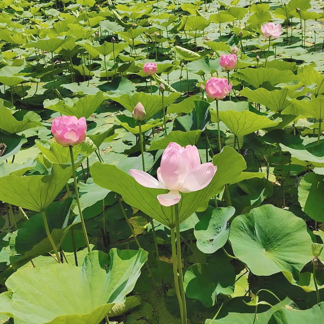想念