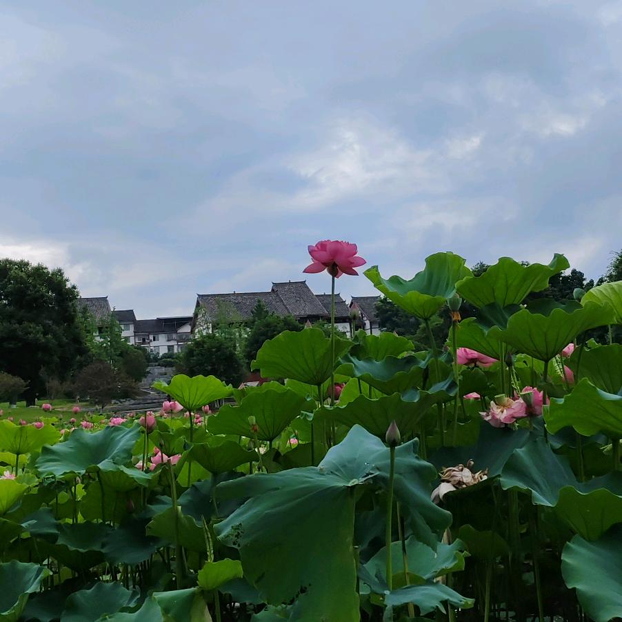 芹芹