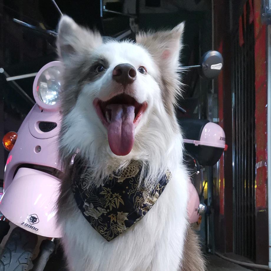 萌十一是边牧🐶