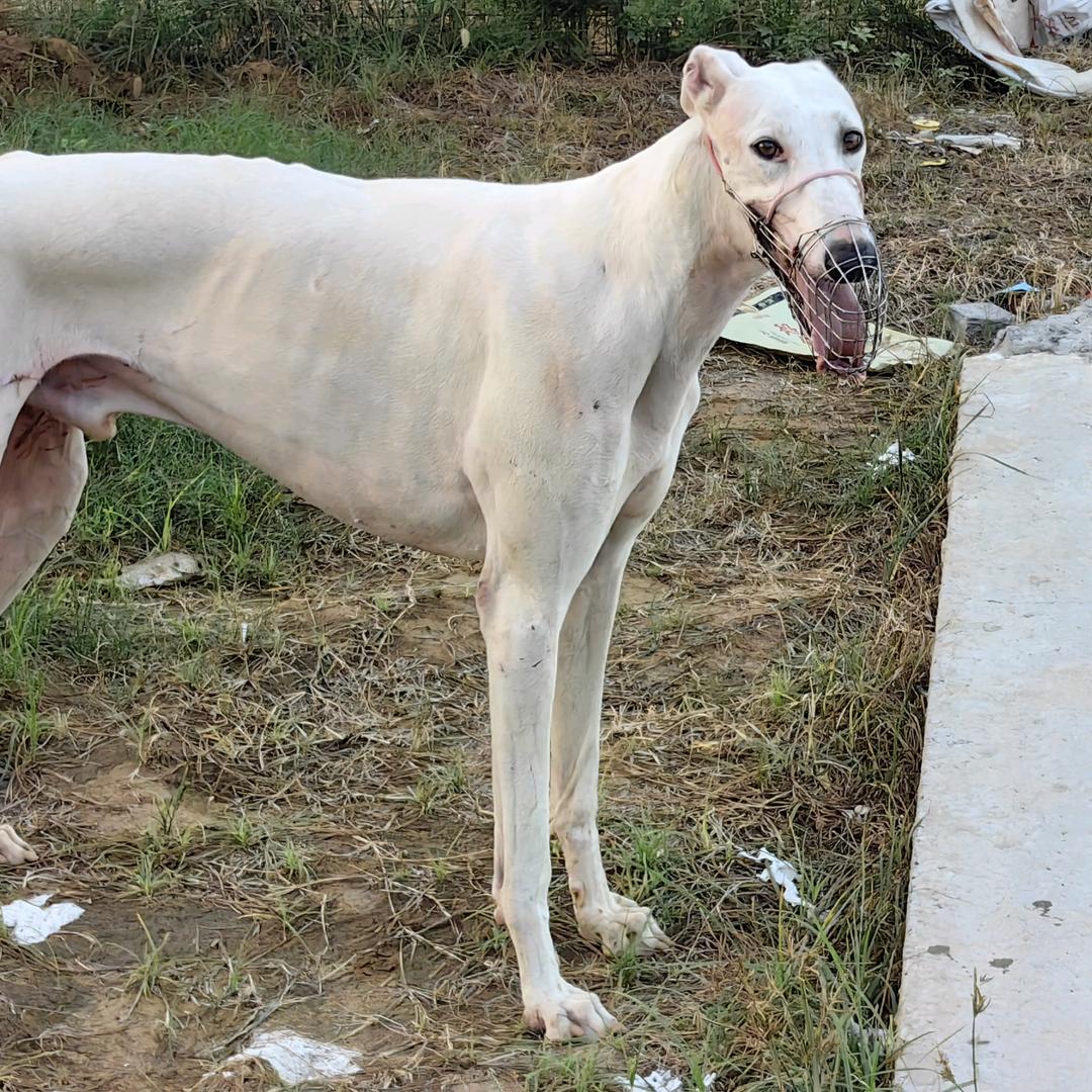 猎犬爱好者