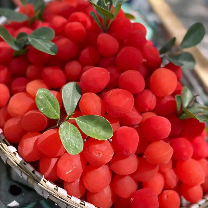 AAA哈儿果批发哈批☘️