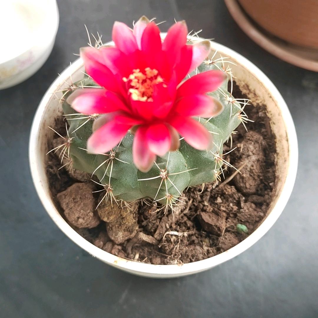 红红火火拒绝私聊