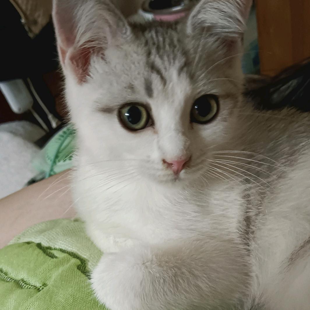 小喵喵