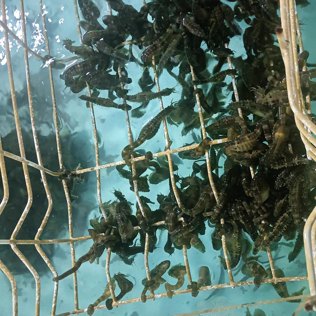 瓦房店市海马养殖