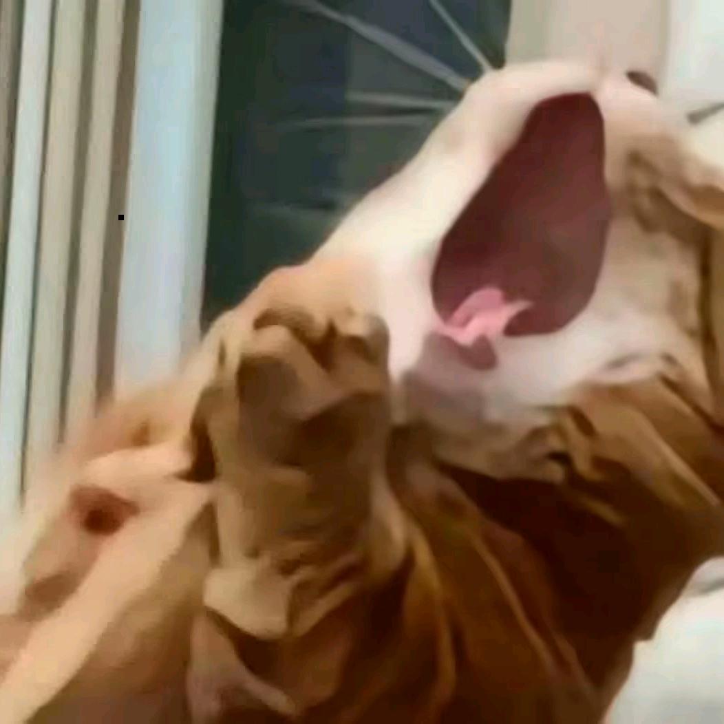 椿圓