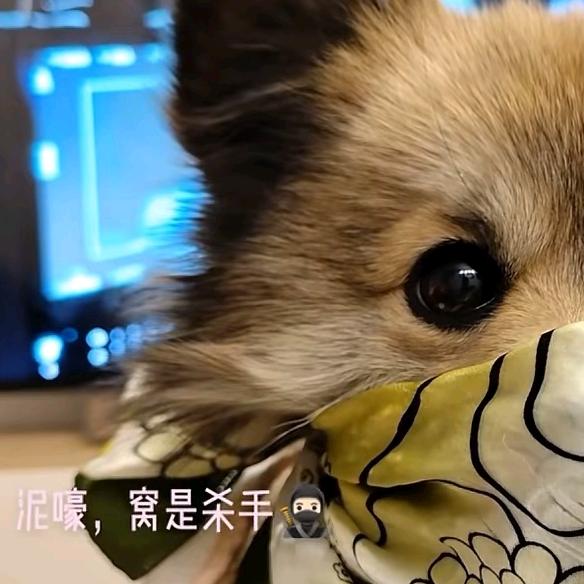 贝贝