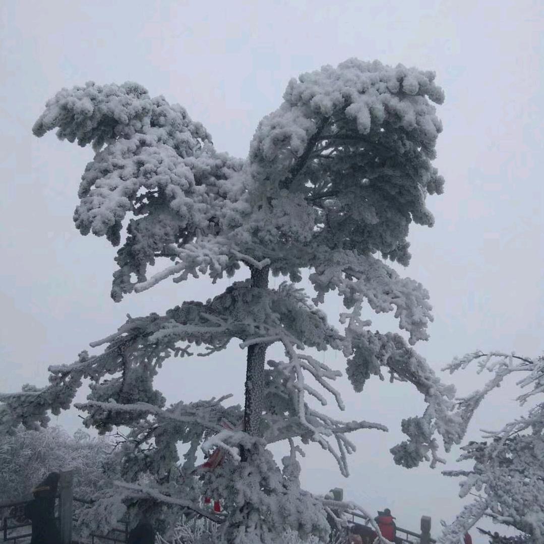 空中鱼