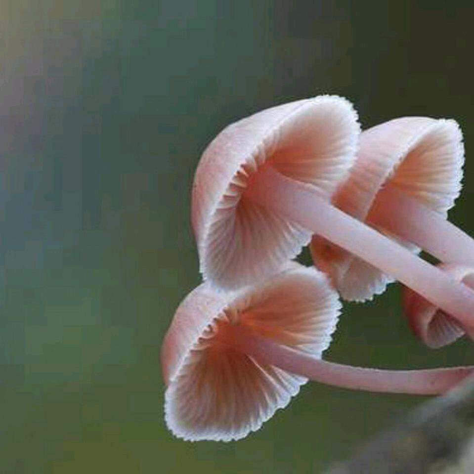 灵芝