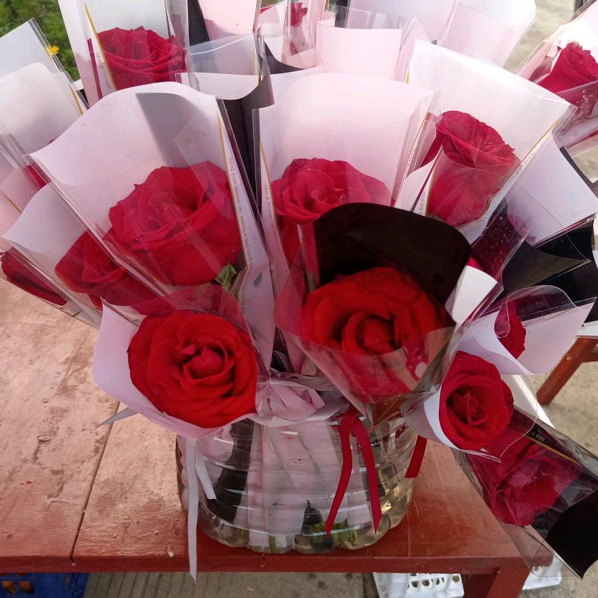 农村候妹每天早上七点半开播