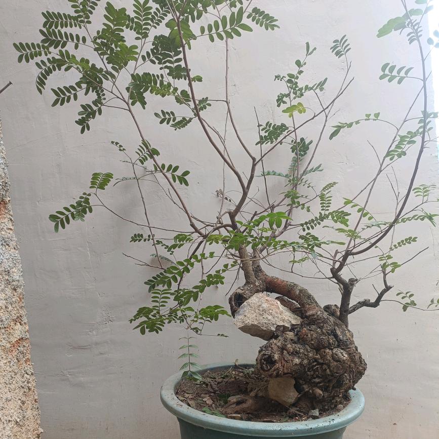 杨林树木园