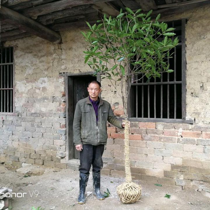 陈文全花卉苗木(每天晚上6点开播)