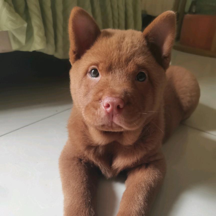 霧中樓人