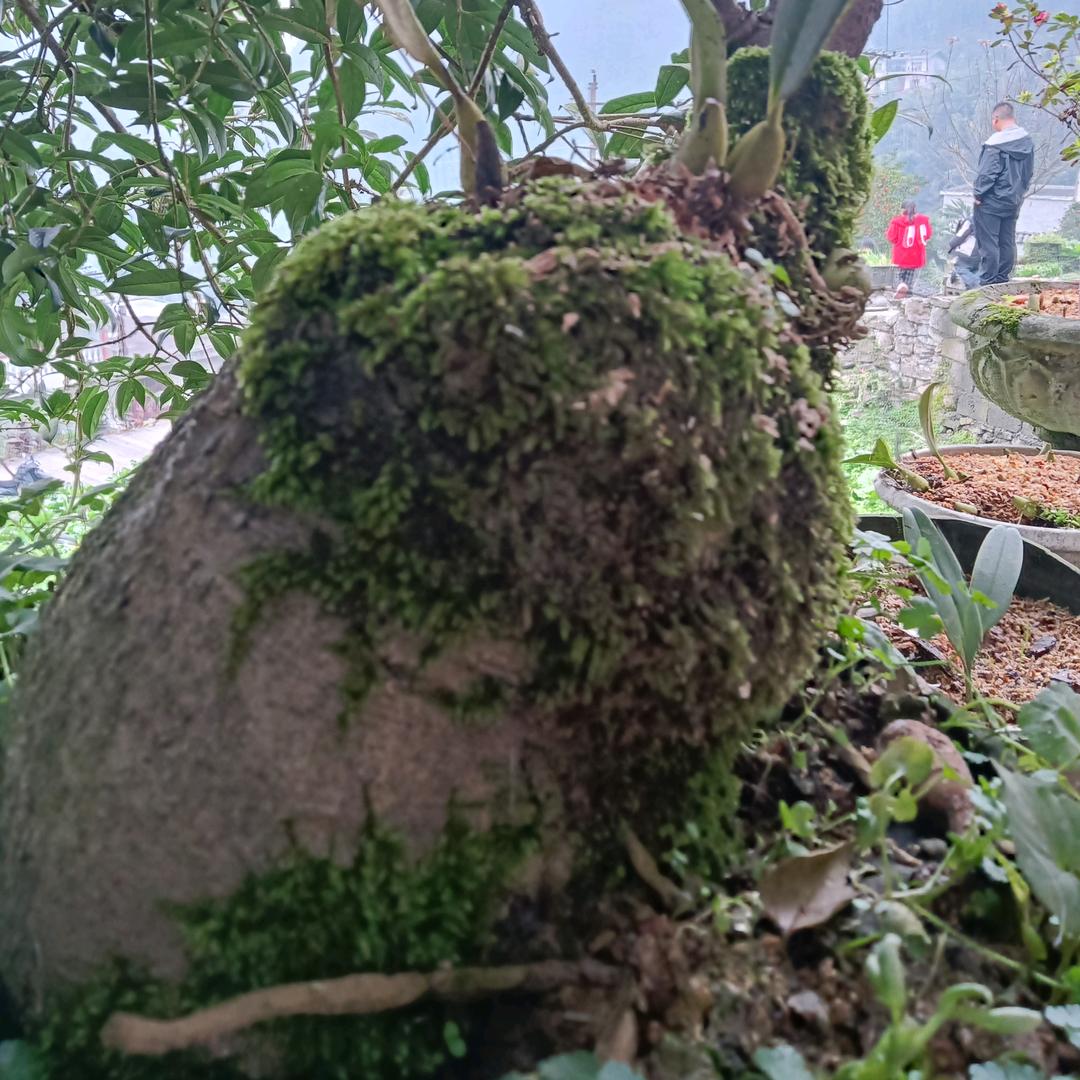 我行我素