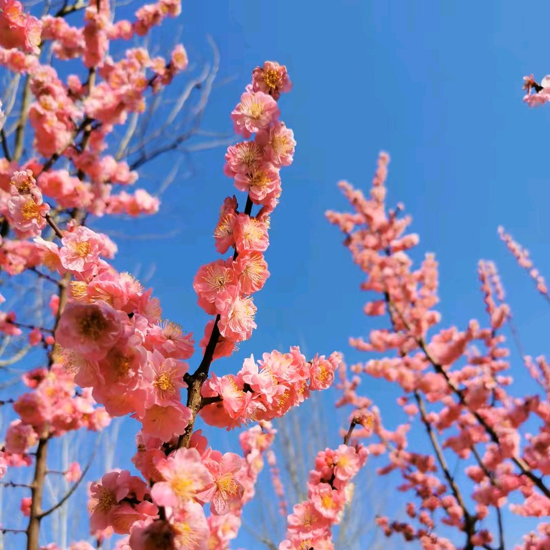 火玲珑