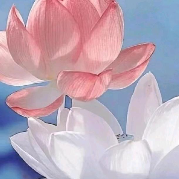 小淼奶奶(拒私聊)