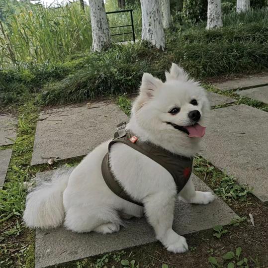 贝贝