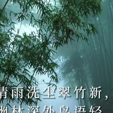 竹林听雨
