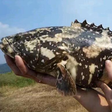 A-石斑鱼源头直供