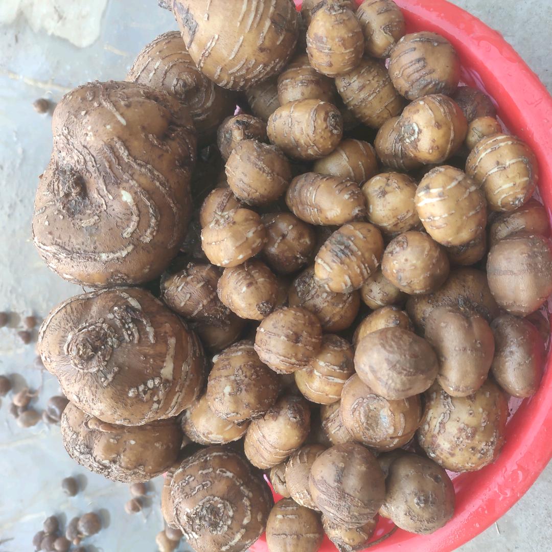 单菏罗汉参香芋种植基地