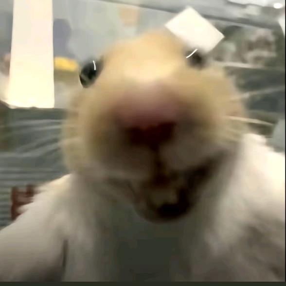 🐹批发商