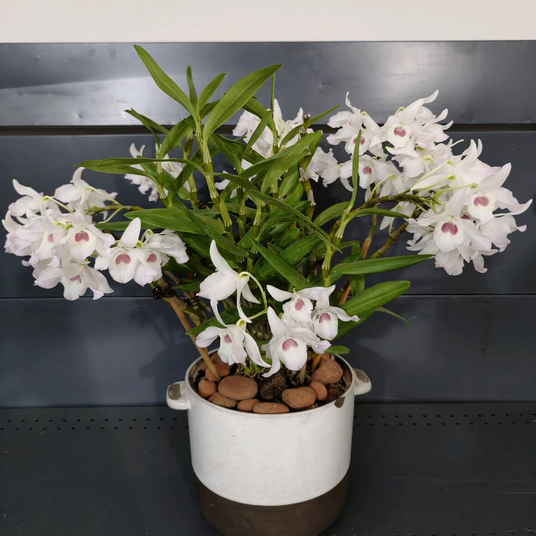 古韵花舍