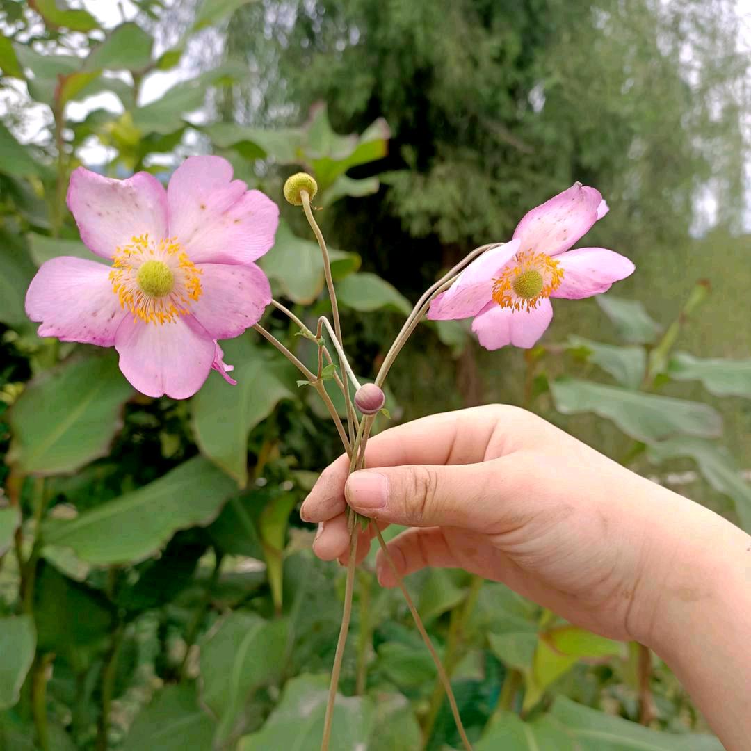 随缘💐((🌺⥎🌺))🌹
