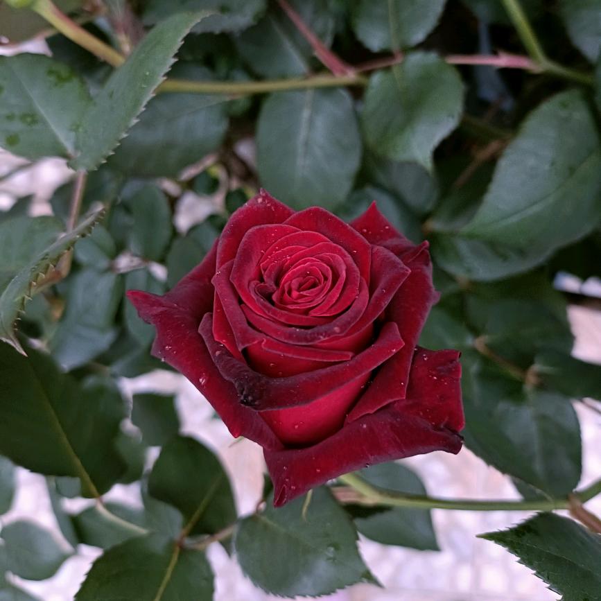 欢儿🌸