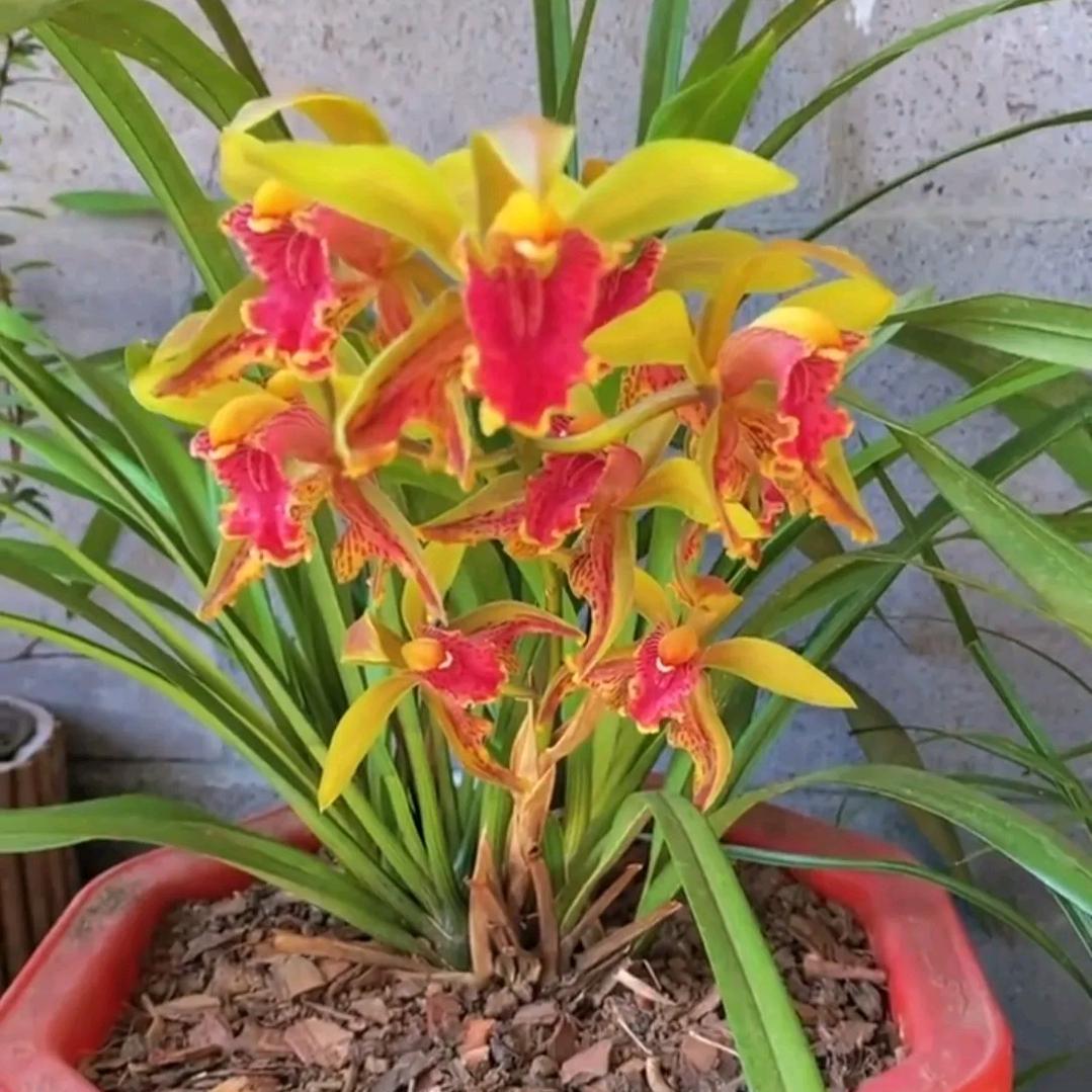 云上中缅花卉兰花直播