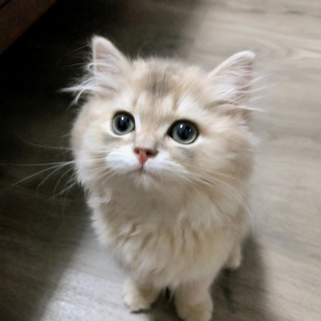 小小嘉年华