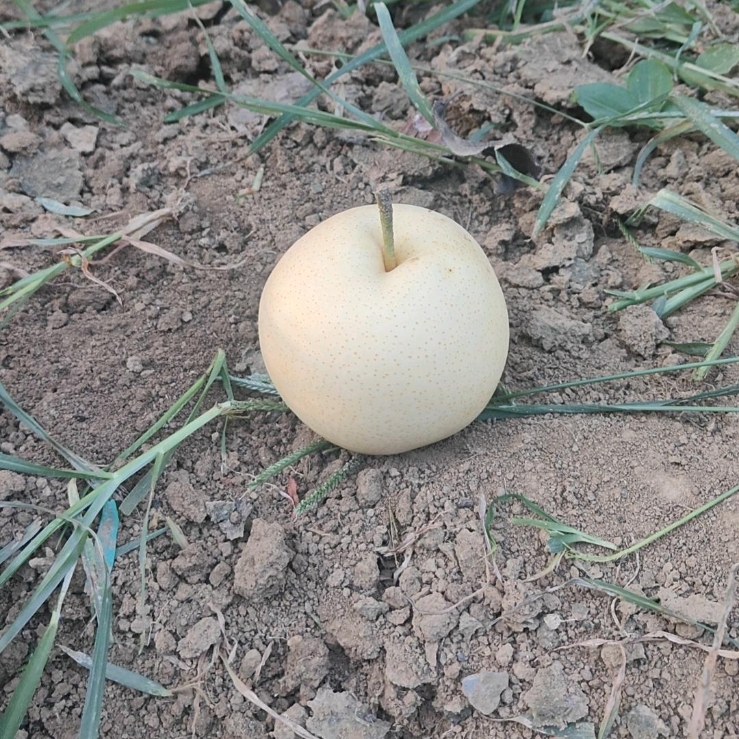 老房黄金🍐
