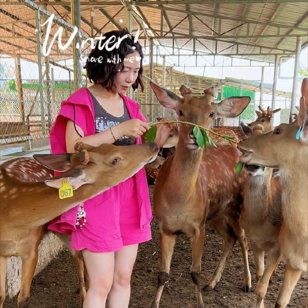 小鹿🦌乱撞