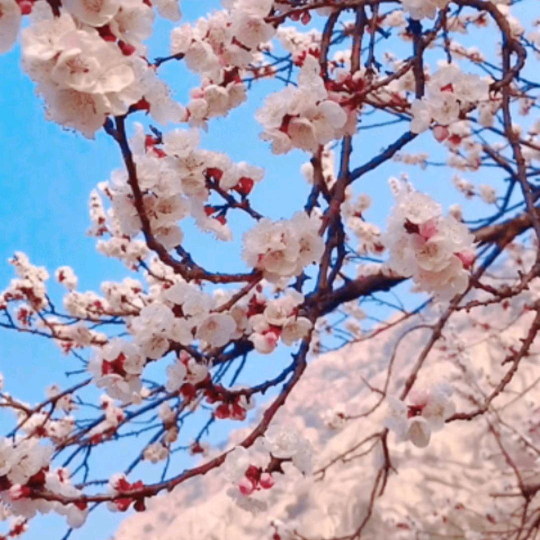 柠檬花