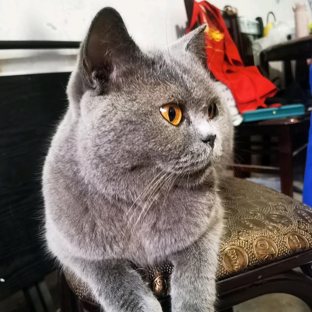 放养的猫咪