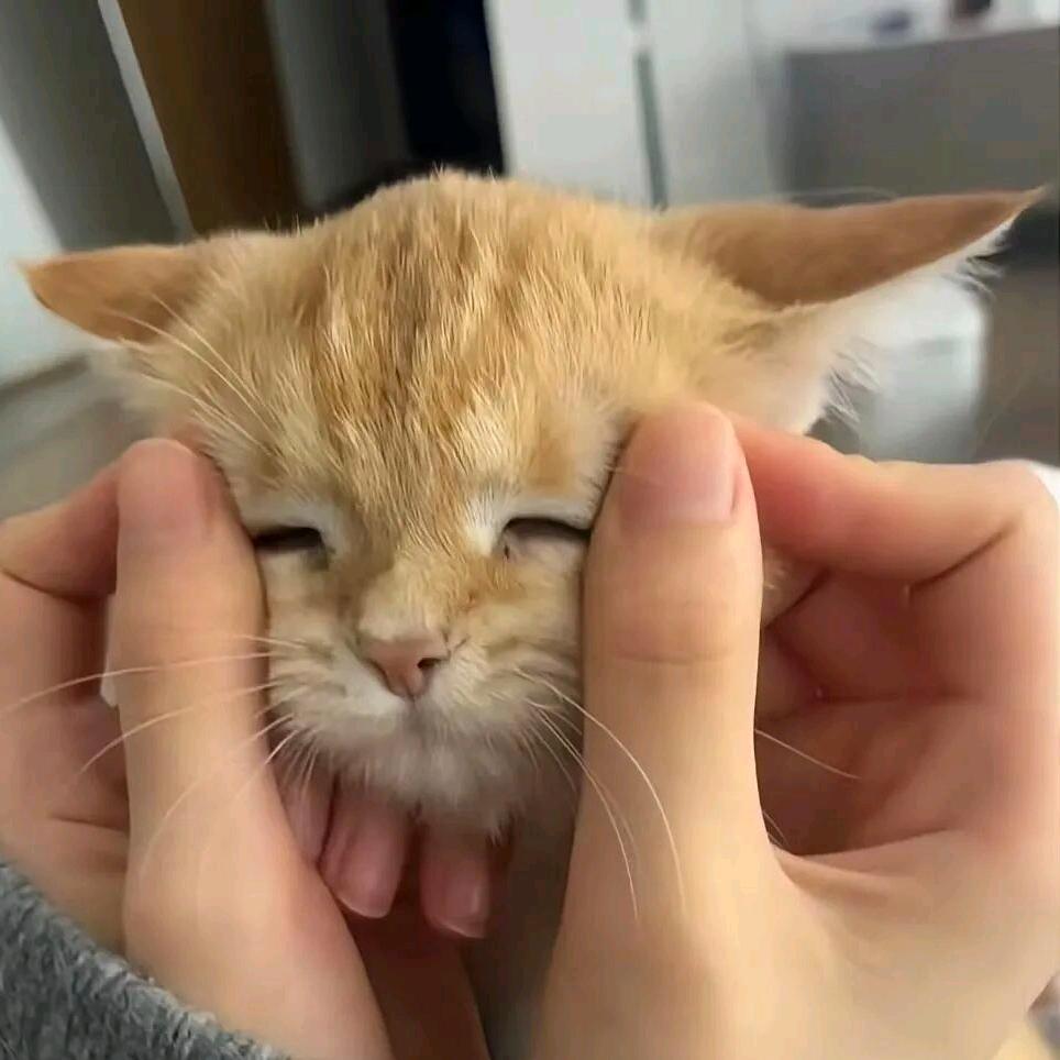霸道猫咪爱上我