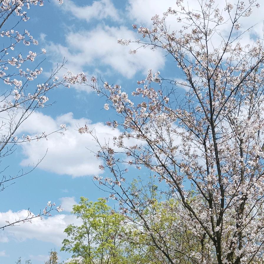 花妈