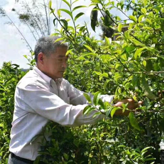樸閒居茶舍