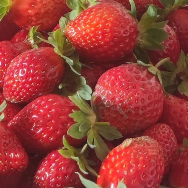 无公害草莓蔬菜采摘园