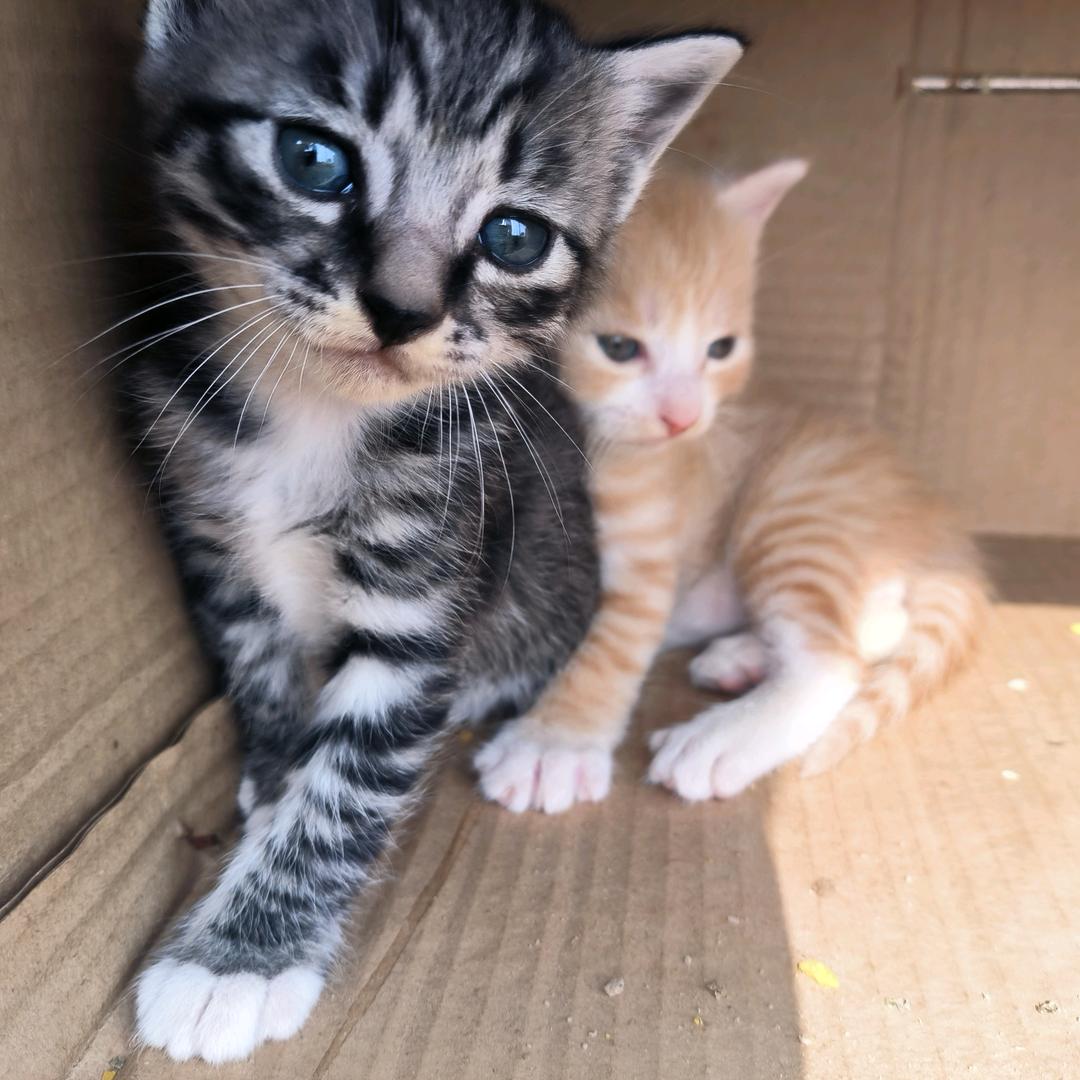 喔的咪😺