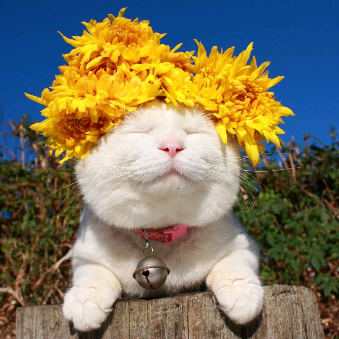 汪星球上的猫