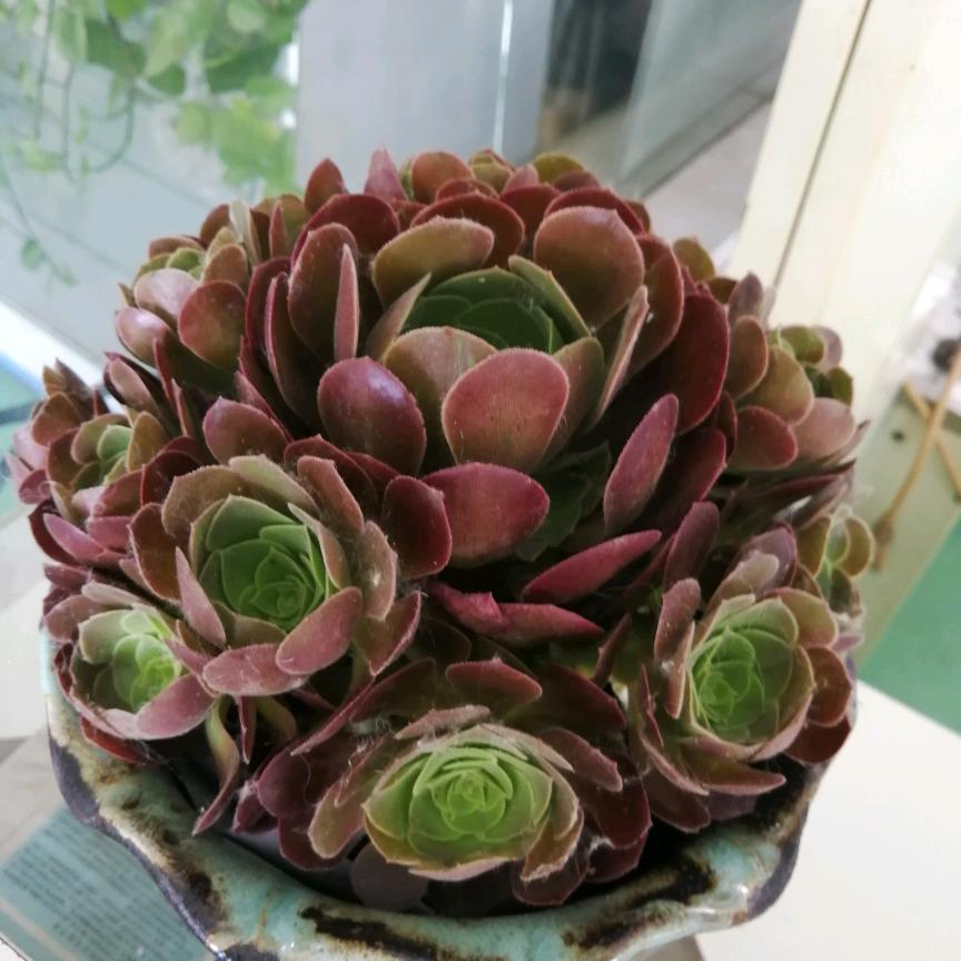 从容淡定