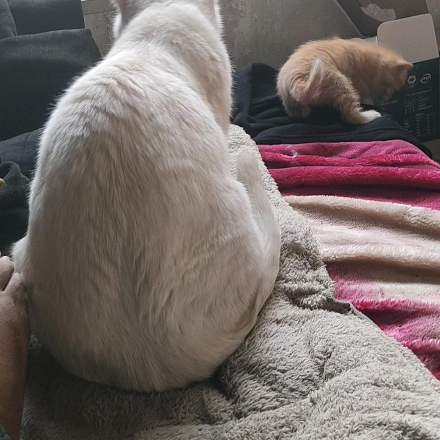 退绿做黄花，连枝不忍去